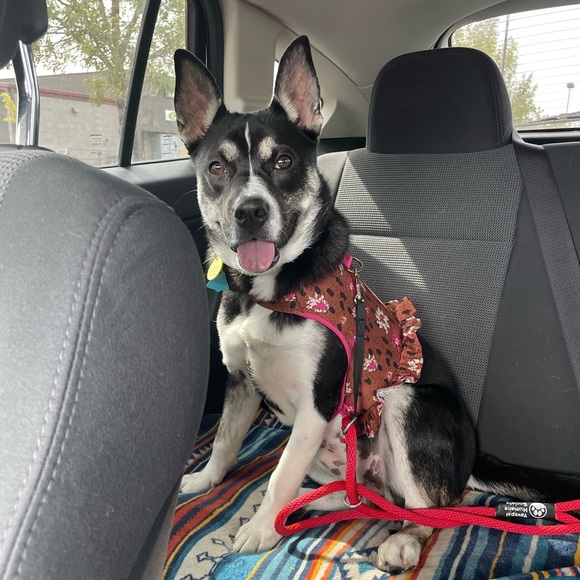 ✨Hi, I’m Alba - Thanks for shopping with me! ✨ - Picture 3 of 4